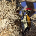 White-naped Woodpecker