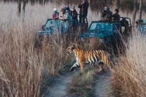 Jungle Safari