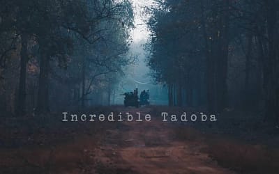 Tadoba Safari Timings