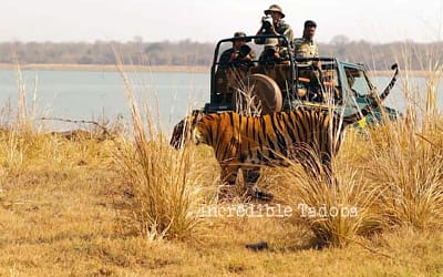 Amazing Tadoba Tours