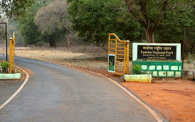 10 Tips For Tadoba Jungle Safari