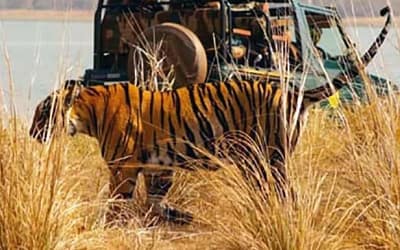 Tadoba Safari Bookings
