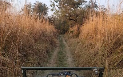 Tadoba Flora and Fauna