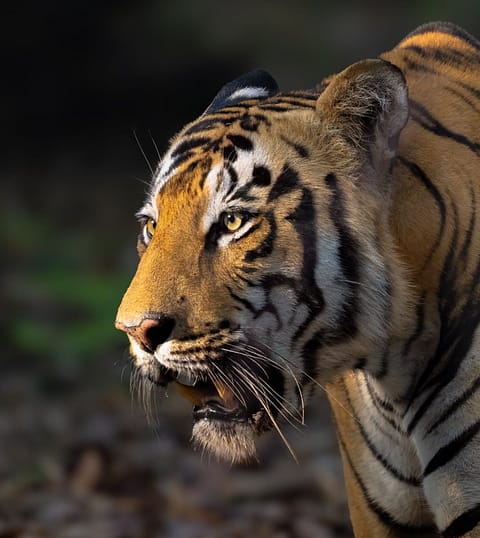 Tadoba FAQ | Safari Booking, Best Zones, Cost & Travel Guide (2025 ...