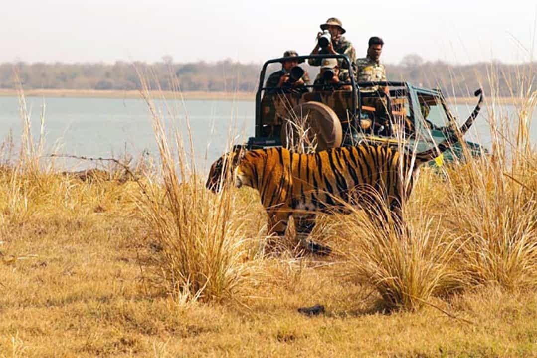 Tadoba Family Package Tadoba Family Package